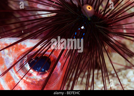 Sea urchins eating a dead squirrelfish under water. Stock Photo