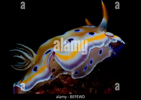 White Nudibranch With purple dots and yellow outline under water. Stock Photo