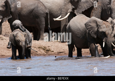 2 funny baby elephants play together in river with bathing adult, herd background, Masai Mara Kenya Stock Photo