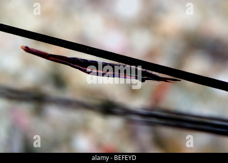 Sea urchin Shrimp under water. Stock Photo