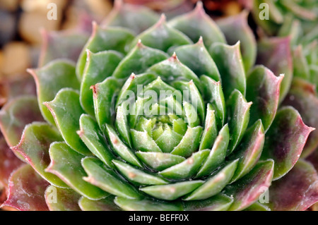 Sempervivum Tectorum (Common Houseleek), also known as Hen and Chicks. Stock Photo