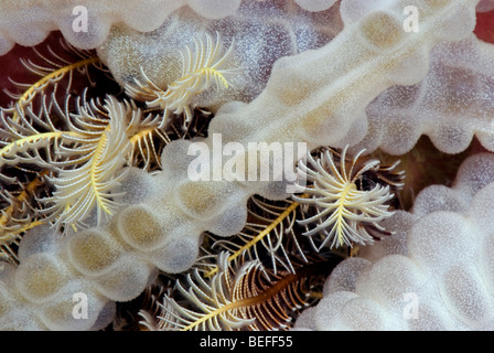 Sea cucumber with featherstar under water. Stock Photo