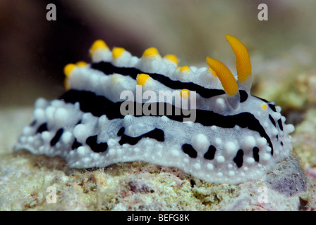 Black Nudibranch with grey elevated lines and yellow warts under water. Stock Photo