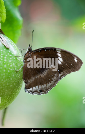 Hypolimnas bolina. The Great Eggfly butterfly resting on a passion flower fruit in the Indian countryside. Andhra Pradesh, India Stock Photo