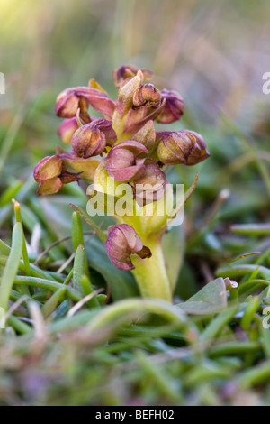 Frog orchid Coeloglossum viride on Fair Isle in Shetland Stock Photo