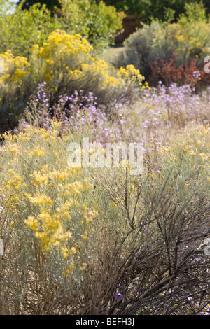 Wild flowers in Santa Fe, New Mexico.  Aster and Chamisa Stock Photo