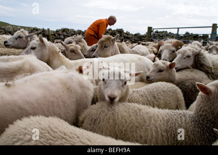 Sheep in pen for shearing on Fair Isle Shetland