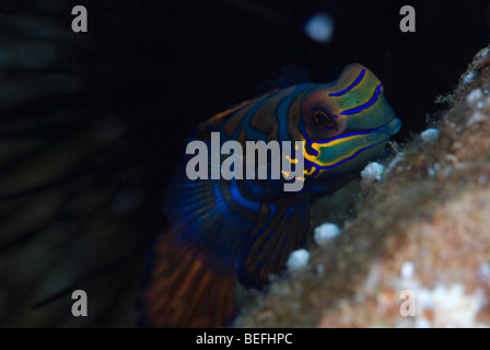 Mandarinfish under water. Stock Photo