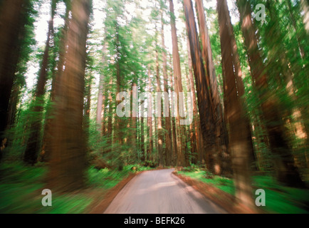 Driving on small road through giant Redwood trees in Northern California Stock Photo