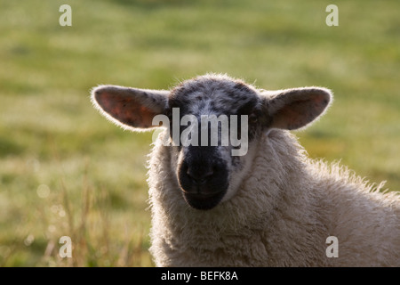 Sheep with black and white face in Shetland Stock Photo