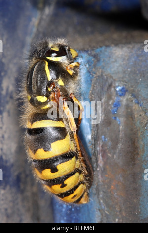 Hibernating Queen Common Wasp Vespula vulgaris, UK Stock Photo