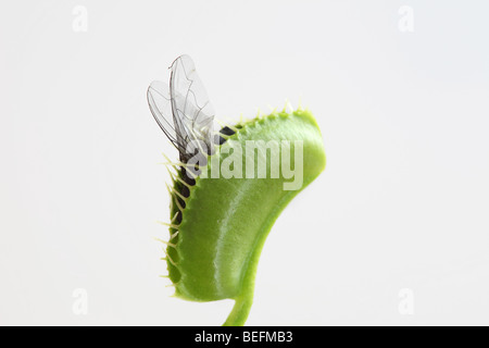 Venus Flytrap Dionaea muscipula with Captured Fly Against a Light Background Stock Photo