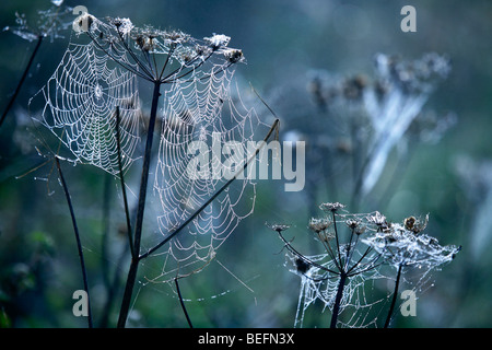 Morning dew on a seed head covered with cobwebs Stock Photo