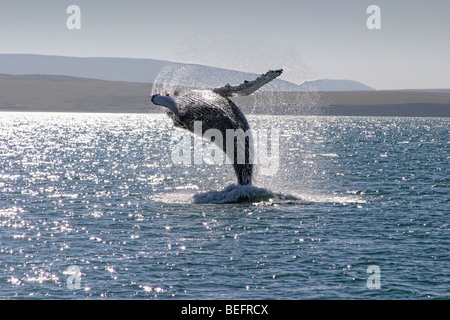 Humpback whale breaching, Husavik, Iceland Stock Photo