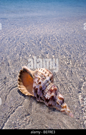 Triton's trumpet seashell Stock Photo