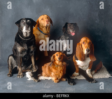 Group of 6 different breeds of dog Stock Photo