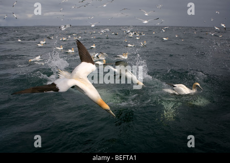 Gannets diving for fish into a dark blue sea framed by a moody and stormy sky. Stock Photo