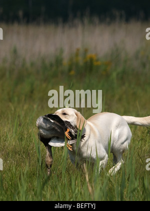 Yellow Labrador running at full speed back to the hunter with the duck. Stock Photo