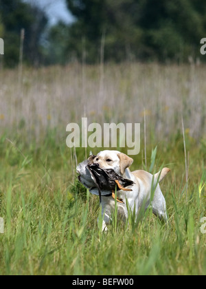 Yellow Labrador running through tall grass back to the hunter after retrieving the duck. Stock Photo