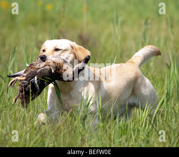 Yellow Labrador Retriever retrieving duck in high grass. Stock Photo