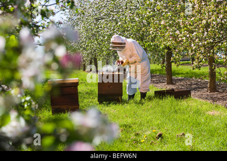 Bee Keeper with a smoker checking his Honey Bees and Bee Hives in a Cider Apple Orchard, Sandford. North Somerset, England. Stock Photo