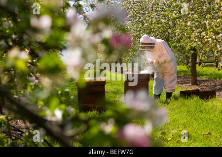 Bee Keeper with a smoker checking his Honey Bees and Bee Hives in a Cider Apple Orchard, Sandford. North Somerset, England. Stock Photo