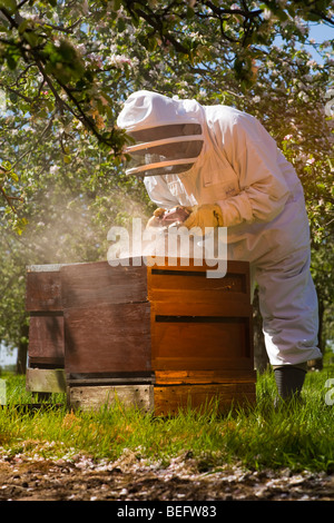 Bee Keeper with a smoker checking his Honey Bees and Bee Hives in a Cider Apple Orchard, Sandford. North Somerset, England. Stock Photo