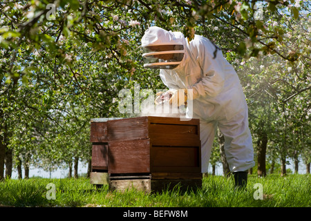 Bee Keeper with a smoker checking his Honey Bees and Bee Hives in a Cider Apple Orchard, Sandford. North Somerset, England. Stock Photo