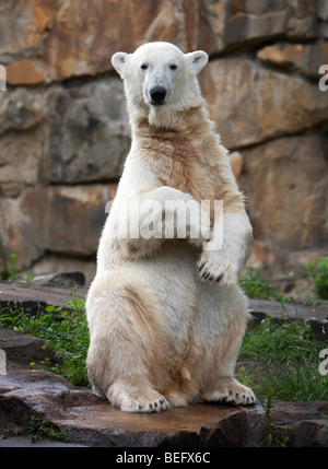 Ice bear Knut in the zoo Berlin Stock Photo