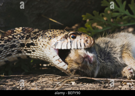 Bullsnake (Pituophis catenifer sayi), adult eating Eastern Cottontail (Sylvilagus floridanus), Rio Grande Valley, Texas, USA Stock Photo