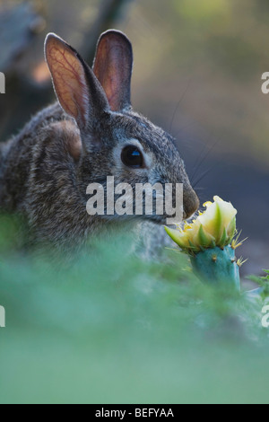 Eastern Cottontail (Sylvilagus floridanus), adult eating Texas Prickly Pear Cactus blossom, Rio Grande Valley, Texas, USA Stock Photo