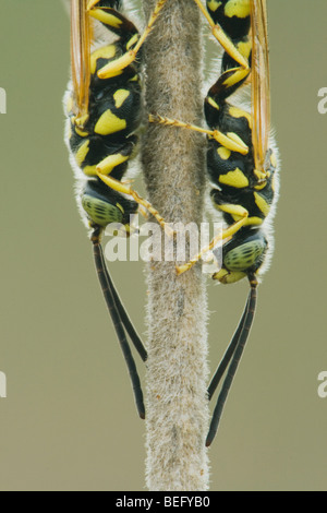 Five-banded Tiphiid Wasp (Myzinum quinquecinctum), adults resting, Sinton, Corpus Christi, Coastal Bend, Texas, USA Stock Photo