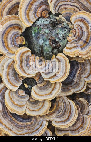 Turkey tail fungus (Trametes versicolor), on stump, North Carolina, USA Stock Photo