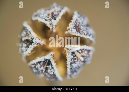 Marsh Mallow (Althaea officinalis), close up of frost covered seed pod, Raleigh, North Carolina, USA Stock Photo