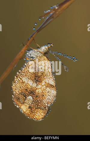 Pearl Crescent (Phyciodes tharos) adult covered in dew, Howell Woods Environmental Learning Center, Four Oaks, North Carolina Stock Photo
