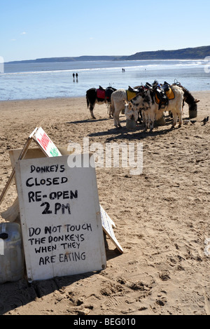 Donkeys lunch break on Scarborough Beach, North Yorkshire, UK Stock Photo