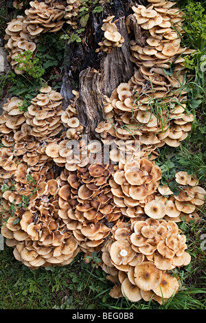 Fungus growing on tree stump Wales UK Stock Photo