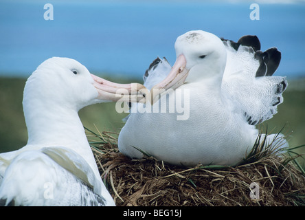 Wandering Albatross (Diomedea exulans) Courting pair, South Georgia Island Stock Photo