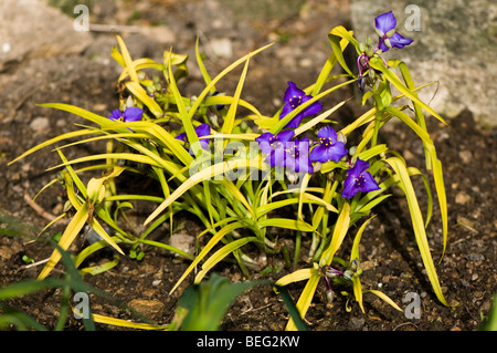 Tradescantia Andersoniana Sweet Kate Stock Photo