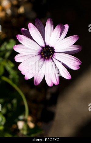 Osteospermum Cannington Roy Stock Photo