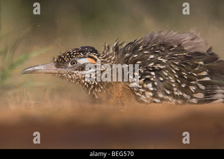 Greater Roadrunner (Geococcyx californianus),adult dust bathing, Starr County, Rio Grande Valley, Texas, USA Stock Photo