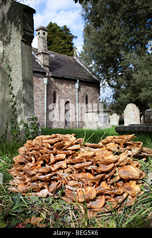 Fungus growing on tree stump in churchyard Llanfoist Wales UK Stock Photo