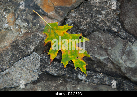 Multicolored leaf on rock. Stock Photo