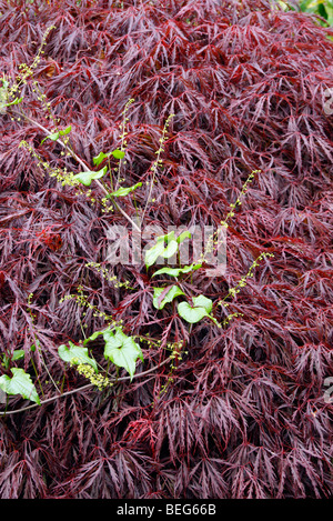 Black Bryony - Tamus communis scrambling over Acer palmatum dissectum 'Inaba-Shidare' AGM Stock Photo