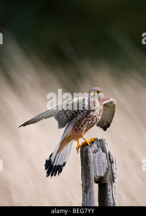Kestrel Falco tinnunculus on post Stock Photo