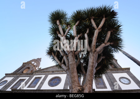 Dragon tree in front of the Cathedral of La Laguna, Tenerife Spain Stock Photo