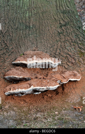 Artist's Fungus: Ganoderma applanatum at base of Beech tree. Note brown spores. Stock Photo