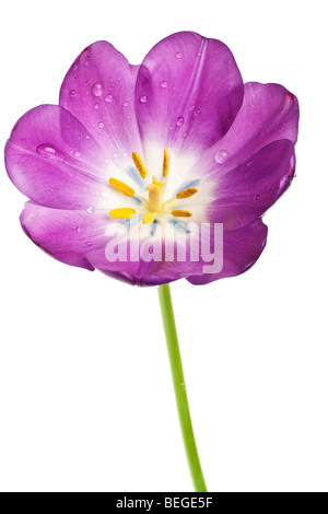purple tulip isolated on white background Stock Photo