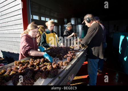 North America, Canada, Ontario, Annan, Georgian Bay, winery Stock Photo