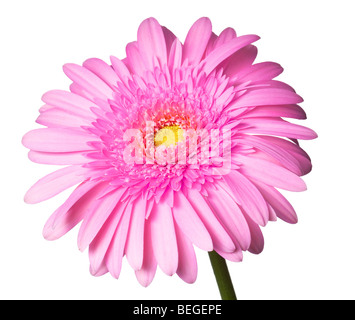 pink daisy isolated on a pure white background Stock Photo